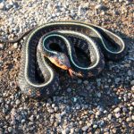 image of Coiled Snake